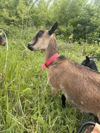 Камерунська коза з козенятами терміново