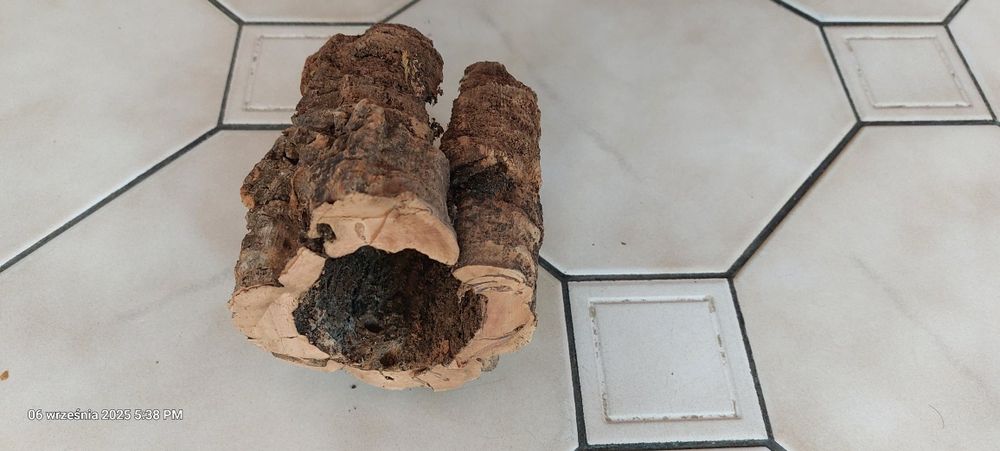 Terarium dla pająka.