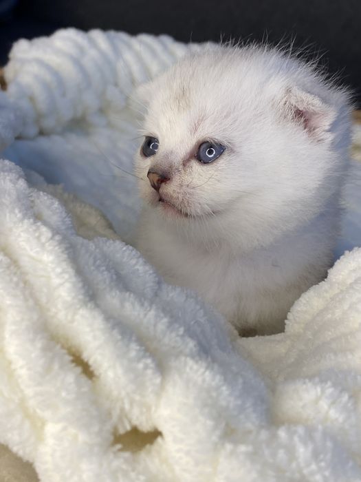 Серебристая шиншилла