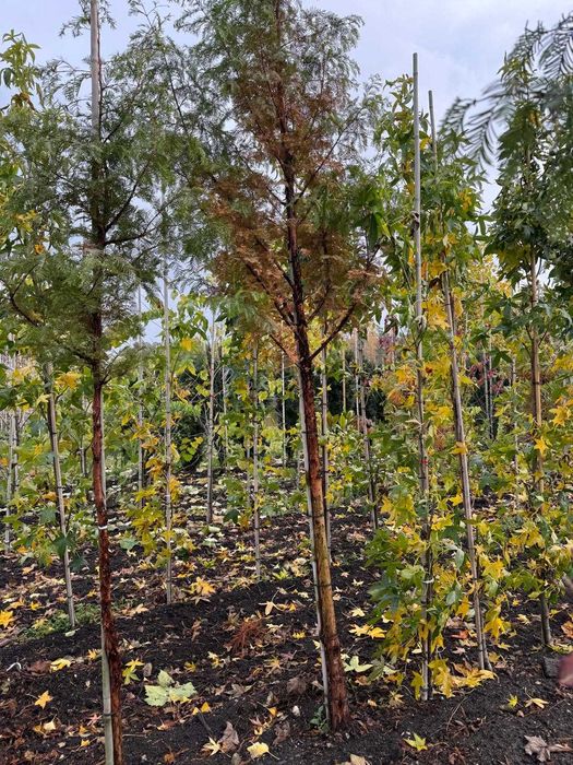 Metasekwoja chińska 6-8, 8-10, 10-12