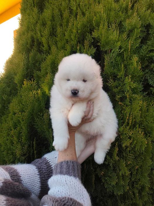 Piękny Piesek Samojed
