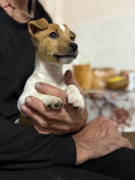 Щеня Джек Рассел