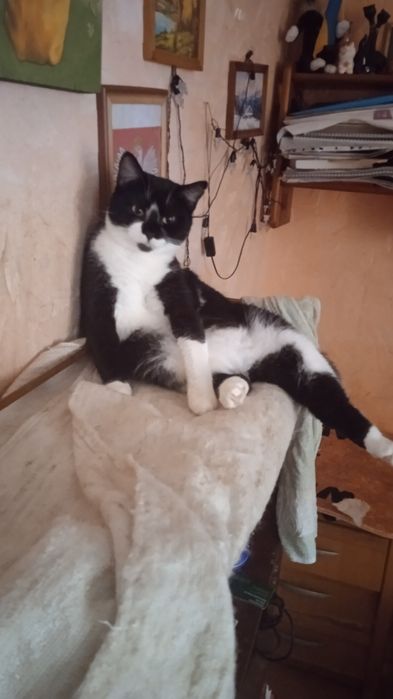 Киця стерилізована