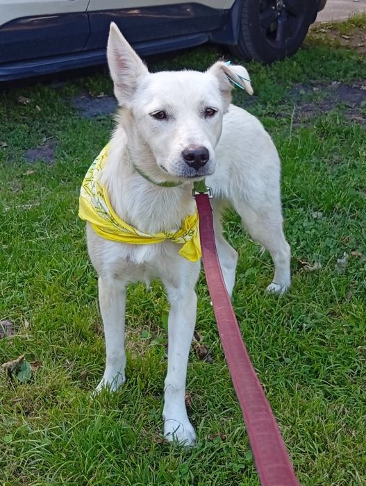 Чарівна дівчинка-собачка шукає дім