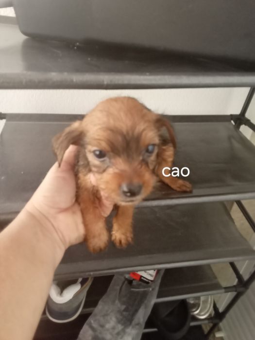 Caes raca pequena
