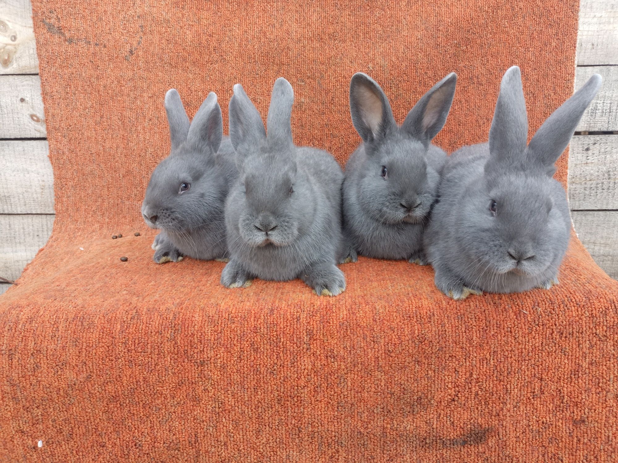 Кролів кроликів кролеків