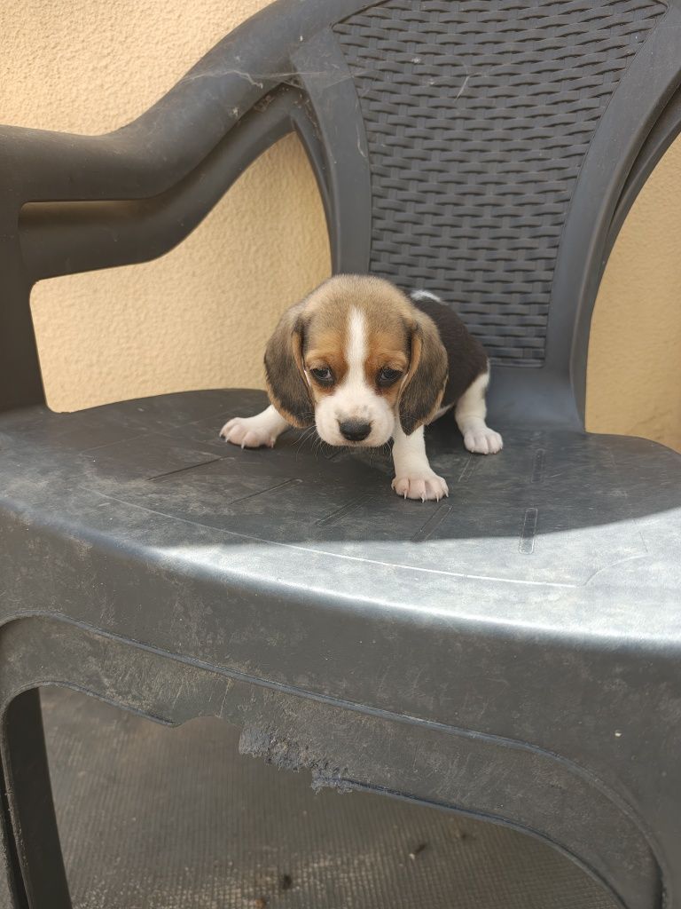 Beagle fêmea pura
