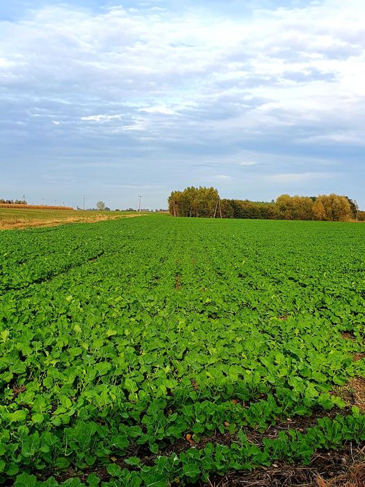 Usługi siewu rzepak.Siew pasowy Czajkowski ST600, strip-till