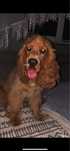 Cocker spaniel angielski