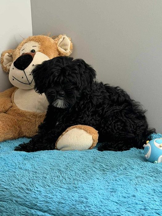 Shihpoo-Pudel Toy /badania gen -Suczka