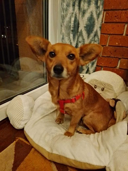 Jezynka mloda sunia w typie Corgi