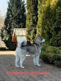 Zapowiedź miotu Alaskan Malamute FCI