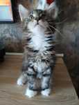 Kocięta Maine coon FPL