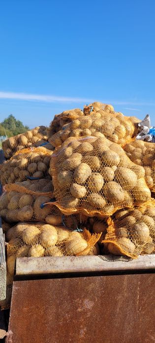 Ziemniaki soraya EKO bez nawozów, bez oprysków detalicznie