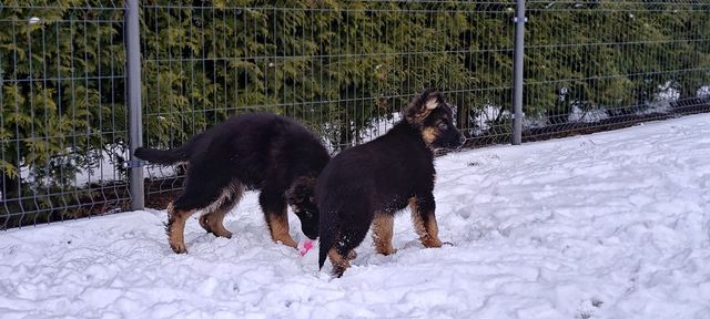 Piękna Suczka 3 mięs Owczarek Niemiecki