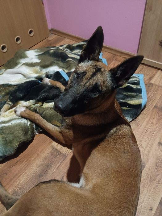 Oddam za darmo suczkę