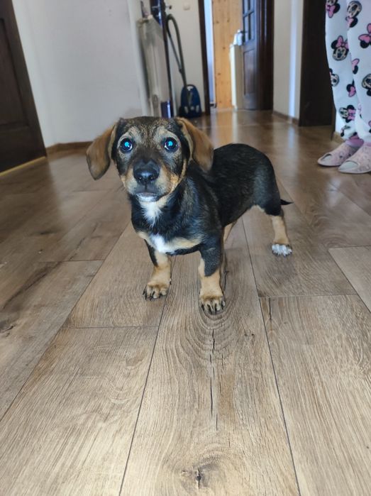 Oddam pieski w dobre ręce