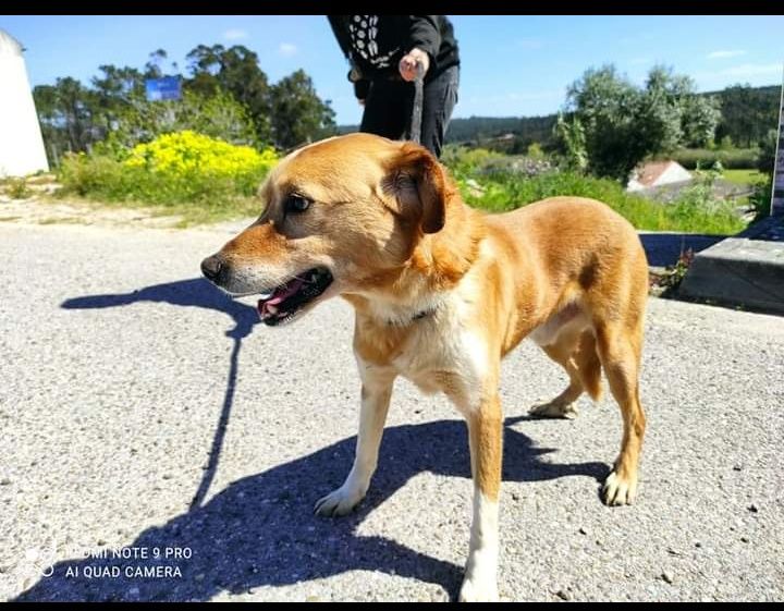 Adolfo- cachorro de porte médio para adoção