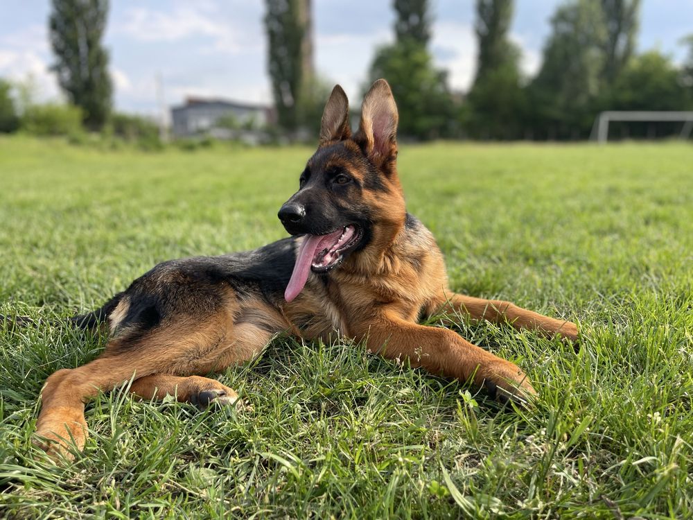 Цуценята німецької вівчарки
