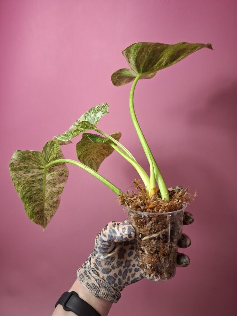 Philodendron giganteum Variegata Blizzard