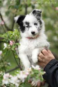 Owczarek szetlandzki, sheltie, shetland sheepdog, FCI, ZKwP