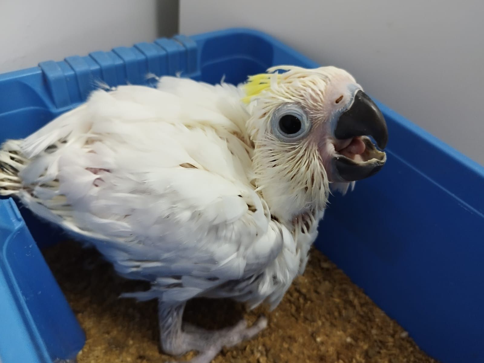 Cacatua Galerita Eleonora