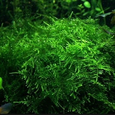 Musgo de java , planta aquario
