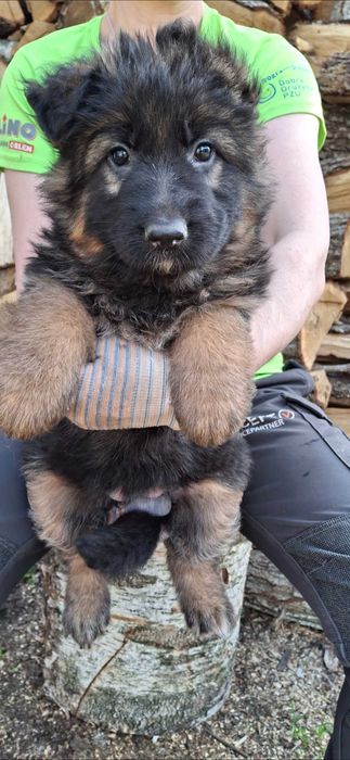 Owczarek niemiecki długowłosy   szczenie