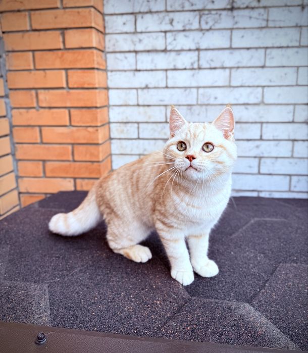 Шотландского мальчика