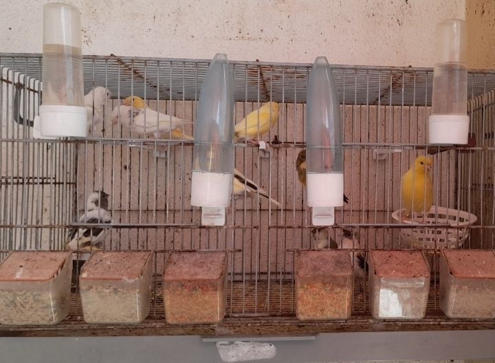 Vendo Canarios alguns amarelos outros pôupas