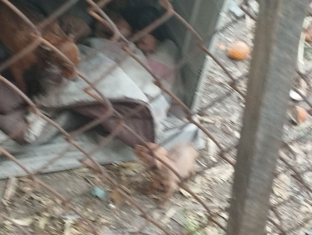 Tanho pincheres  tem 3 meses