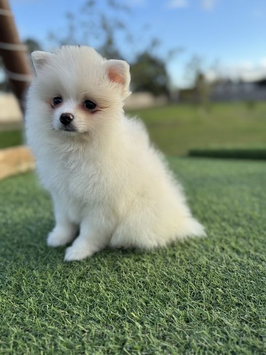 Spitz Alemão  maravilhosa