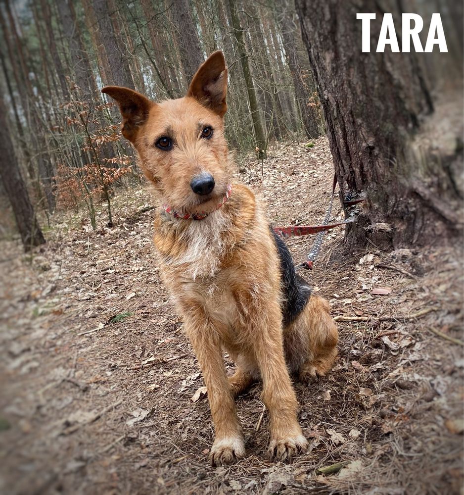 Terrierka, 15 kg, 3 letnia Tara adopcja