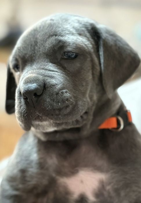 Cane Corso Italiano 800 euros