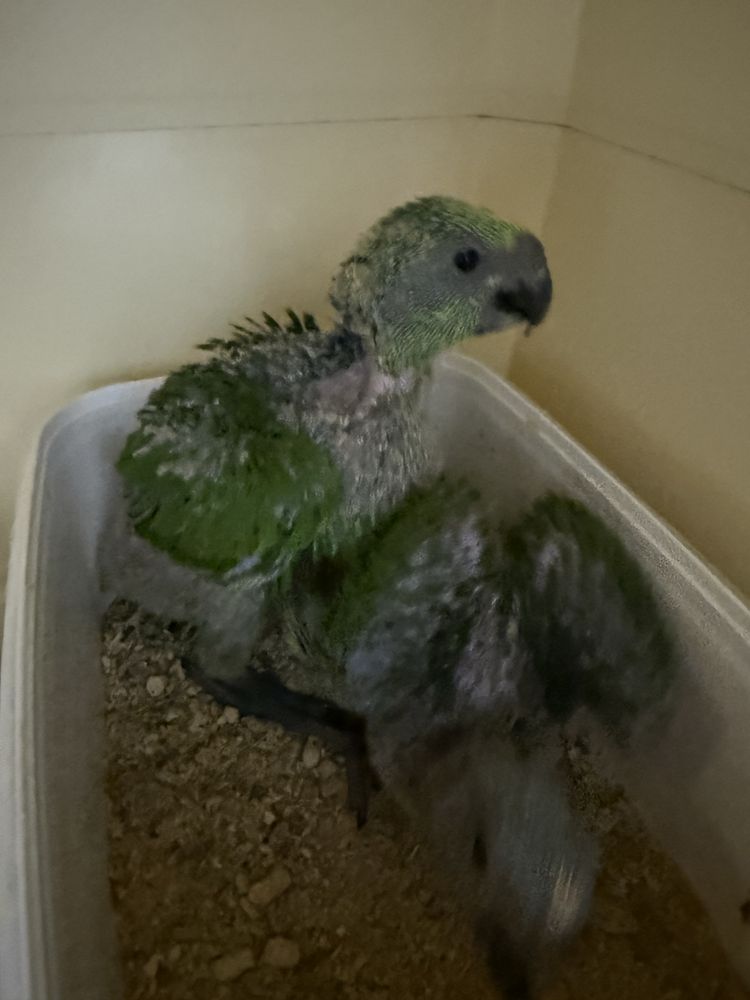 Papagaio Auropaliata Auropaliata