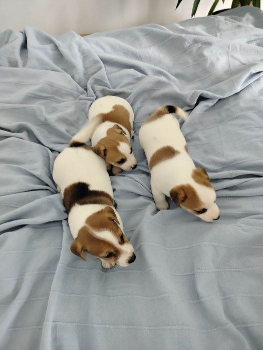 Jack Russell Terrier piesek