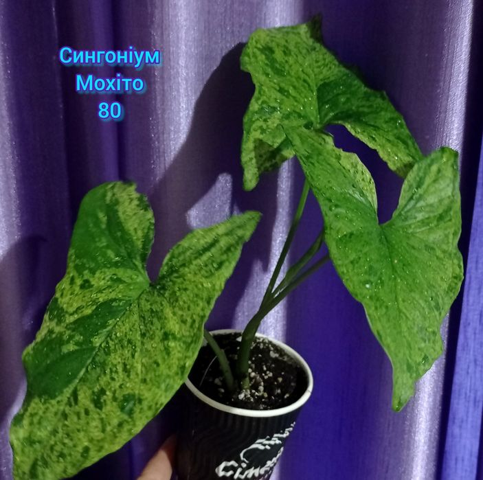 Фікус Диверсифолія вар., епіпремнум, сингоніуми, монстера