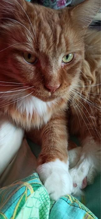 Пропав котик мейн кун Рижуля