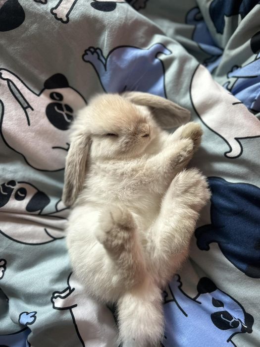 Mini Lop Króliczki Seal Point-Frosty Point Czysta Rasa z WYPRAWKĄ