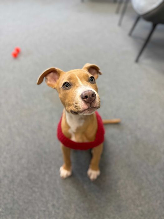 Carmen - suczka w typie rasy pitbull szuka domu tymczasowego!