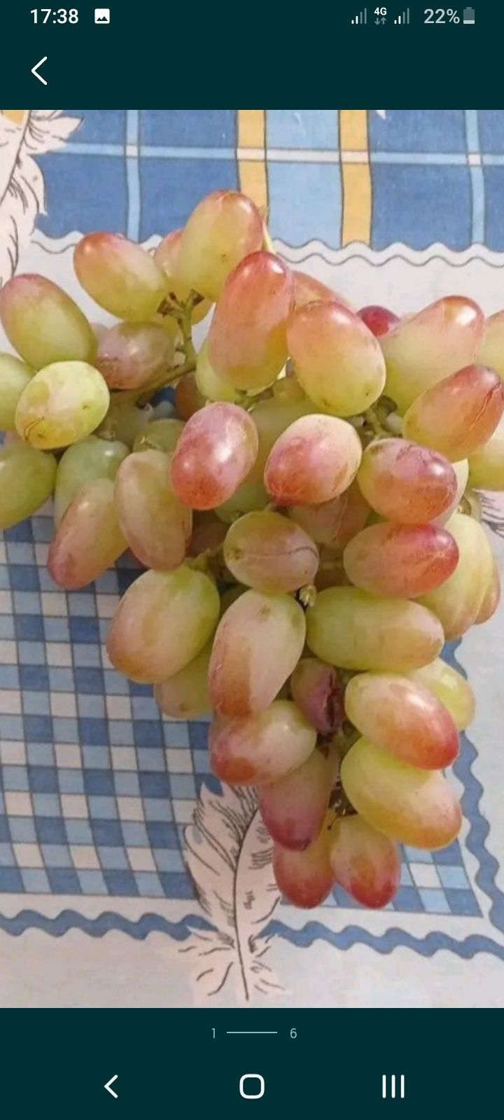 Якісна обрізка винограду