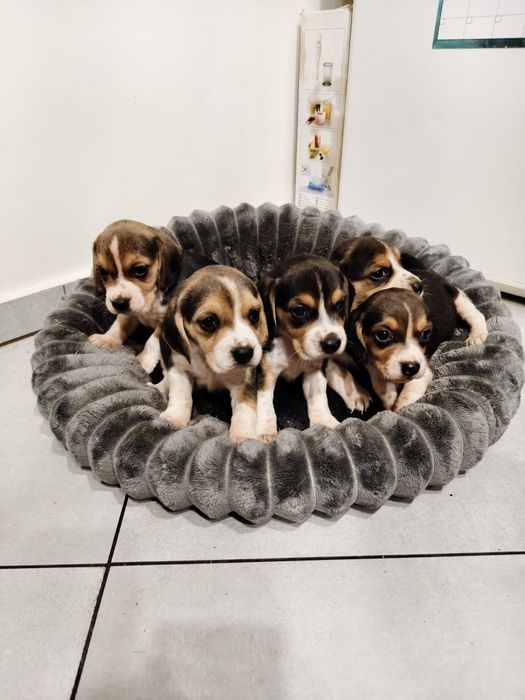 Beagle szczeniak Tricolor