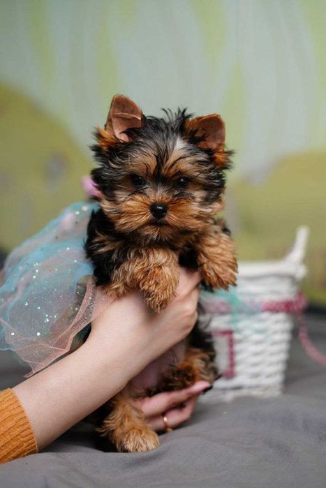 Йорк у серці: знайди свого друга!