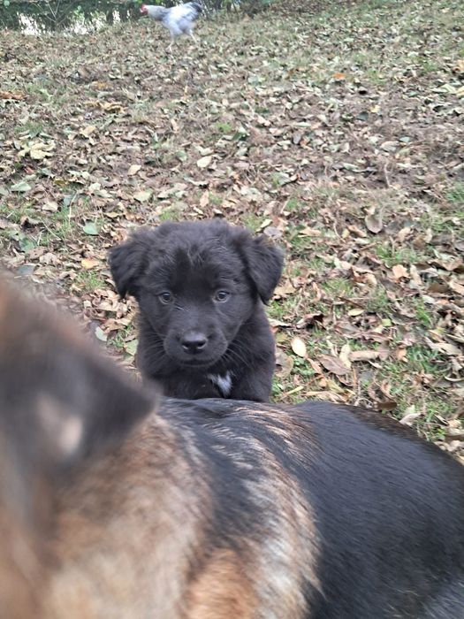 Szczeniaki Cane Corso i owczarek niemiecki