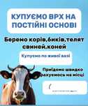 Закупівля ВРХ.