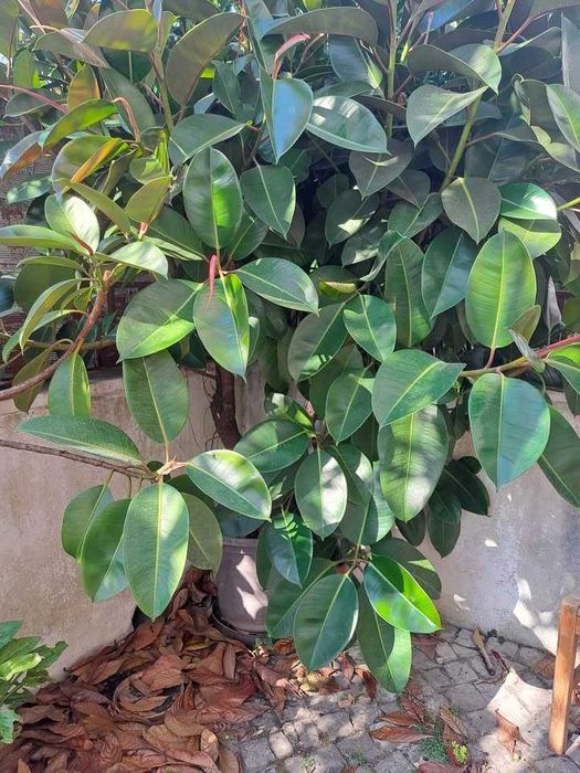 Planta Borracheira