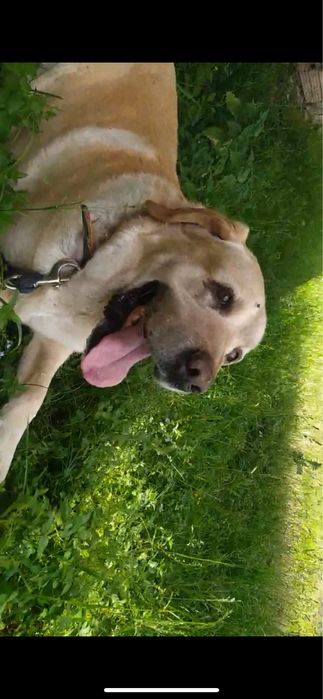 щенята лабрадори біленькі/чорненькі