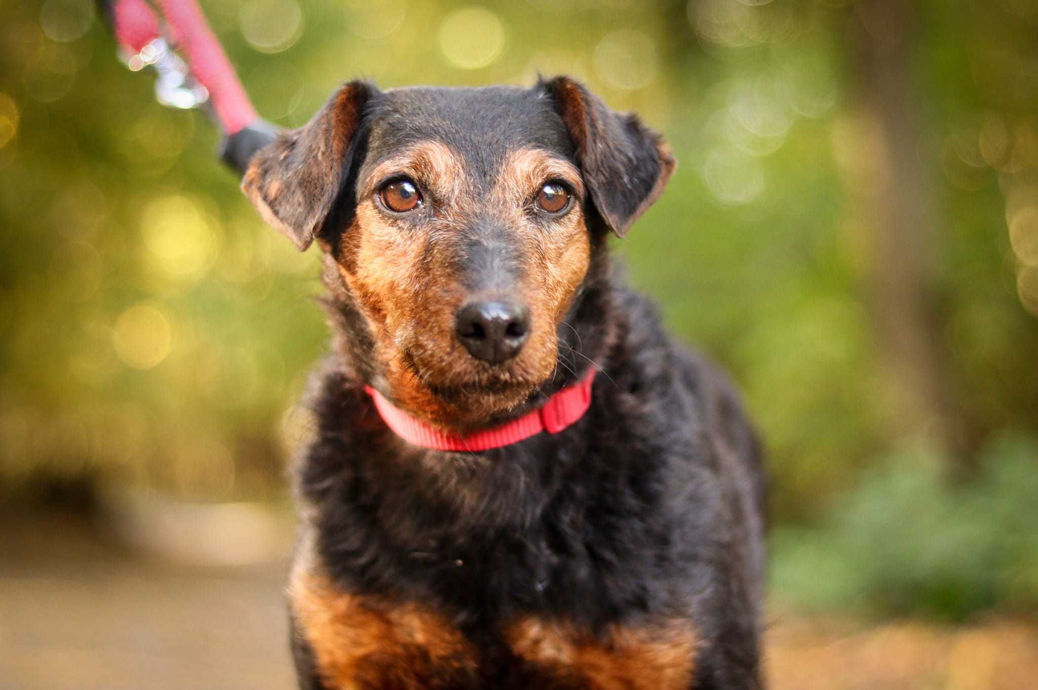 Sunia terier niemiecki do adopcji