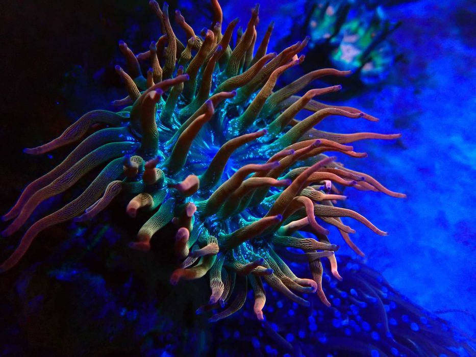 Ukwiał Entacmea quadricolor Rainbow