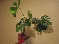 Planta costela de Adão, com 9 folhas. 
Muito bonita e saudável.